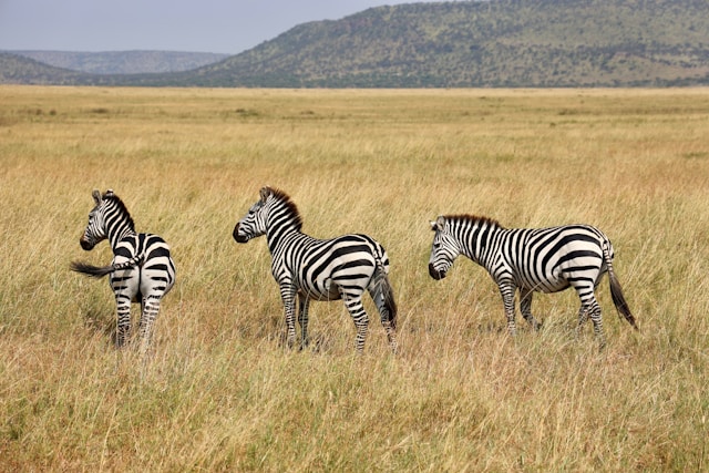 9 Day Tanzania Northern Circuit Safari